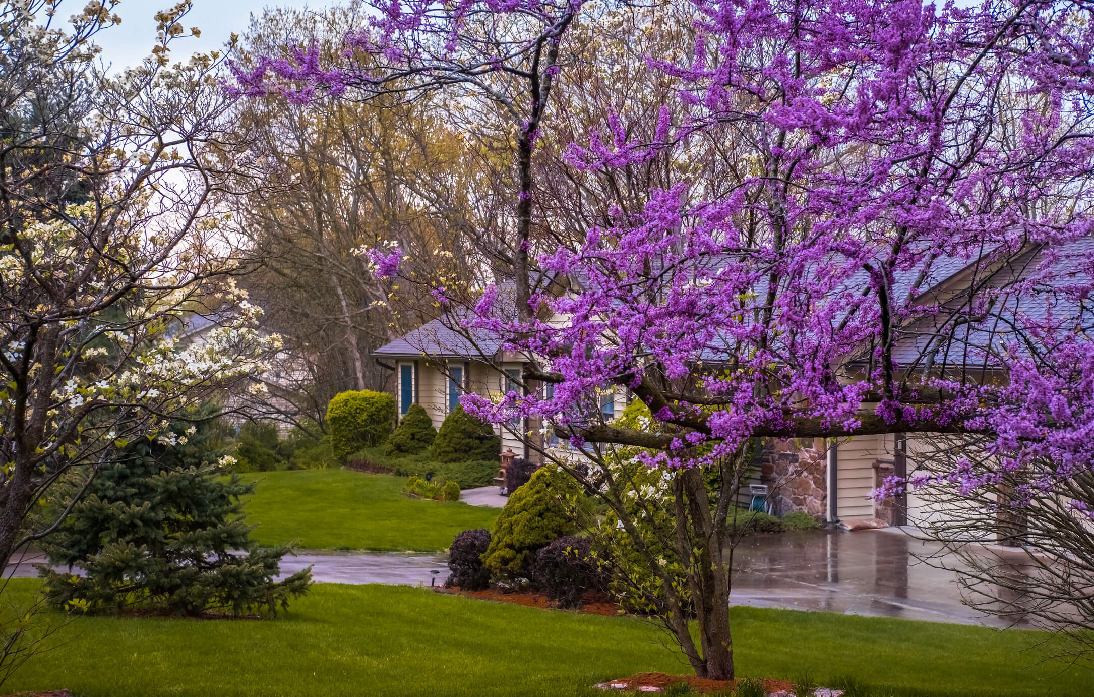 Beautiful Missouri Airbnb home surrounded by blooming purple trees, purchased with the right Airbnb loan.